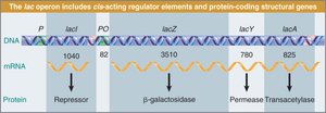 lac operon structure and gene products