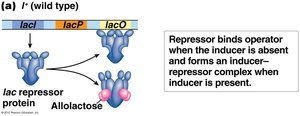 lac repressor and allolactose interaction