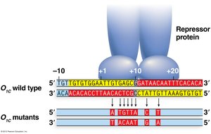 lac operon mutations and their effects
