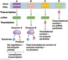 Levels of gene regulation: transcriptional, translational, post-translational