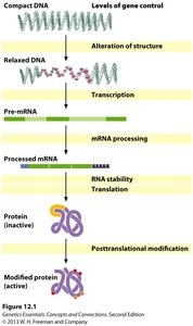 Levels of gene control from DNA to protein