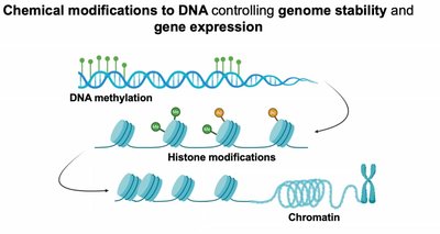 Chemical modifications to DNA: methylation and histone modifications