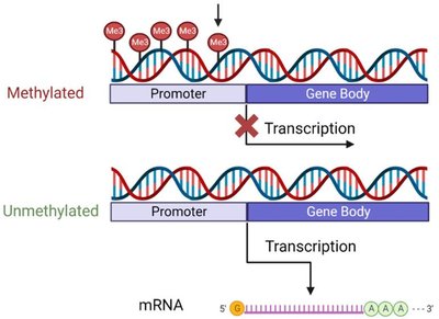 DNA methylation and gene expression