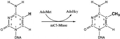 DNA methyltransferase reaction