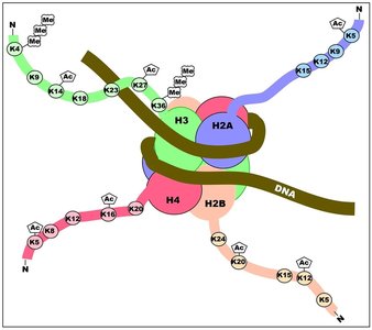Histone tail modifications