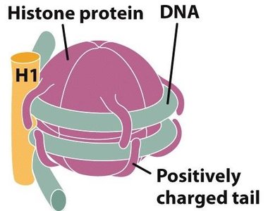 Histone protein and DNA interaction