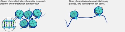 Heterochromatin vs. euchromatin