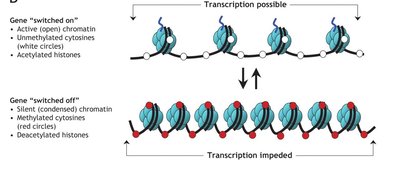 Gene switched on/off by chromatin state