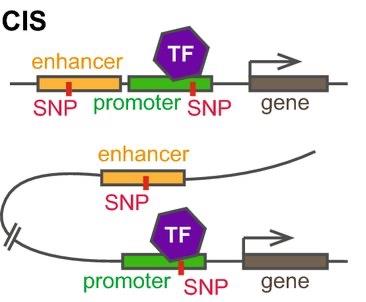 Cis and trans regulatory elements diagram