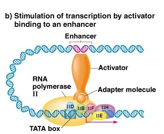 Enhancer-promoter looping