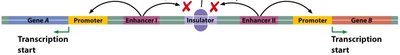Stimulation of transcription by activator binding to enhancer