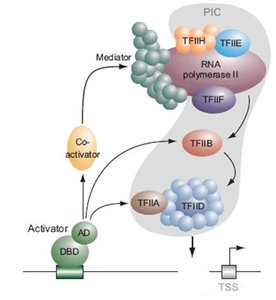 Pre-initiation complex with transcription factors