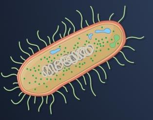 Prokaryotic cell structure