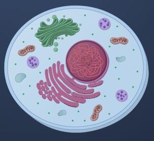 Eukaryotic cell structure