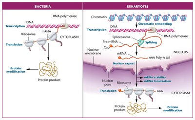Comparison of gene expression in bacteria and eukaryotes