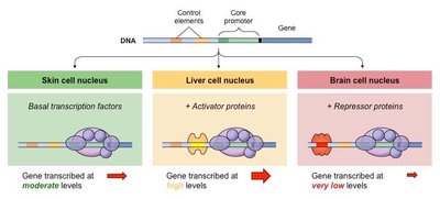 Gene regulatory architecture in different cell types