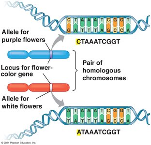 Homozygous vs Heterozygous chromosomes
