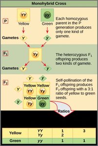 Monohybrid cross and ratios