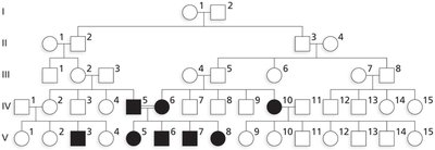 Autosomal recessive inheritance pedigree