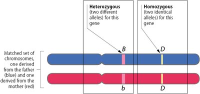 Mendel's four postulates summary