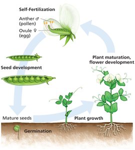 Self-fertilization cycle in pea plants