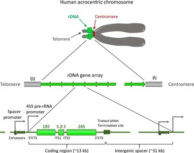 Diagram of human acrocentric chromosome showing rDNA gene array