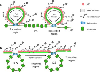 Models of spatial organization of transcriptionally active rDNA repeats