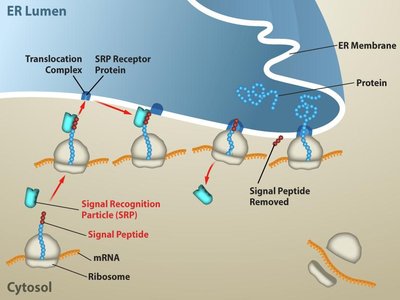 Protein targeting to the ER via signal recognition particle (SRP)