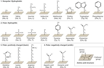 Structures of amino acids classified by side chain properties