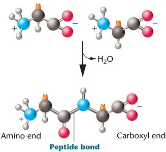 Peptide bond formation between two amino acids