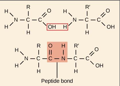 Peptide bond formation chemical structure