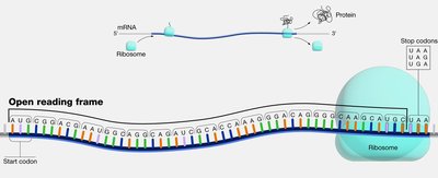 Diagram of an open reading frame (ORF) showing start and stop codons