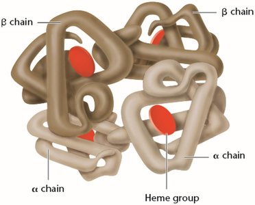 Quaternary structure of hemoglobin with four subunits and heme groups