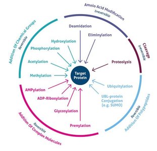 Diagram of posttranslational modifications of proteins