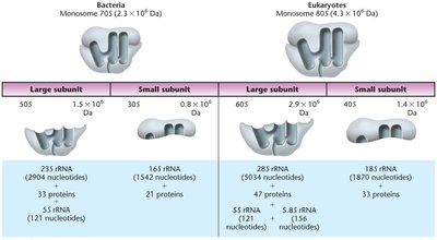 Comparison of bacterial and eukaryotic ribosome subunits