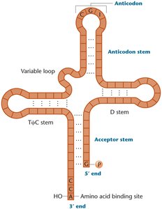 Cloverleaf structure of tRNA with labeled stems and loops