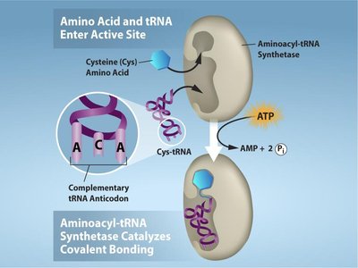 Aminoacyl-tRNA synthetase charging a tRNA with an amino acid