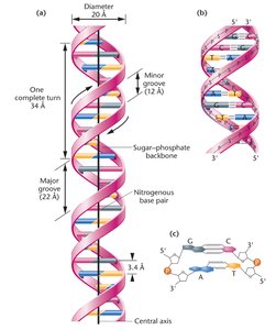 Watson–Crick DNA double helix model