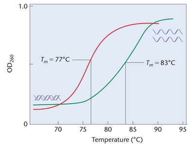 Melting profile and hyperchromic shift of DNA