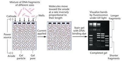 Gel electrophoresis of DNA fragments