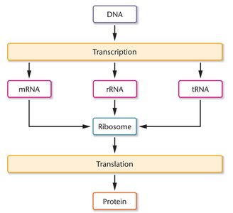 Central dogma of molecular genetics: DNA to RNA to protein