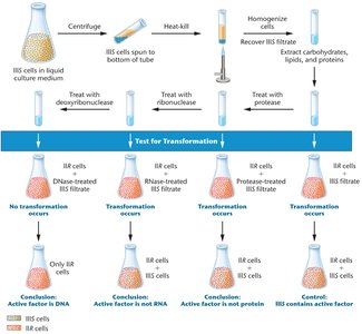Avery, MacLeod, and McCarty experiment summary