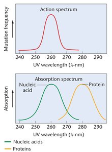 UV absorption and action spectrum for nucleic acids and proteins