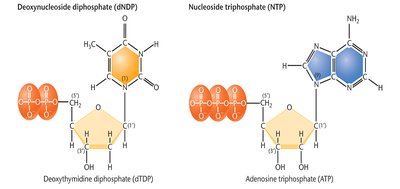 Structures of nucleoside diphosphate and triphosphate