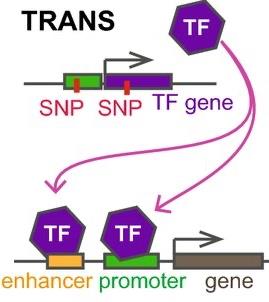 Cis-regulatory element: Promoter