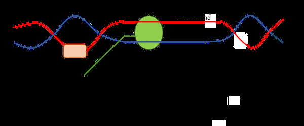 Promoter consensus sequences