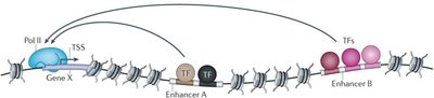 Enhancer and promoter interaction