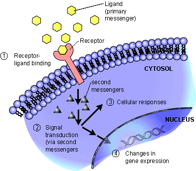 Gene regulation by enhancers
