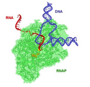 RNA polymerase at TSS