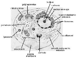 Labeled diagram of a eukaryotic cell